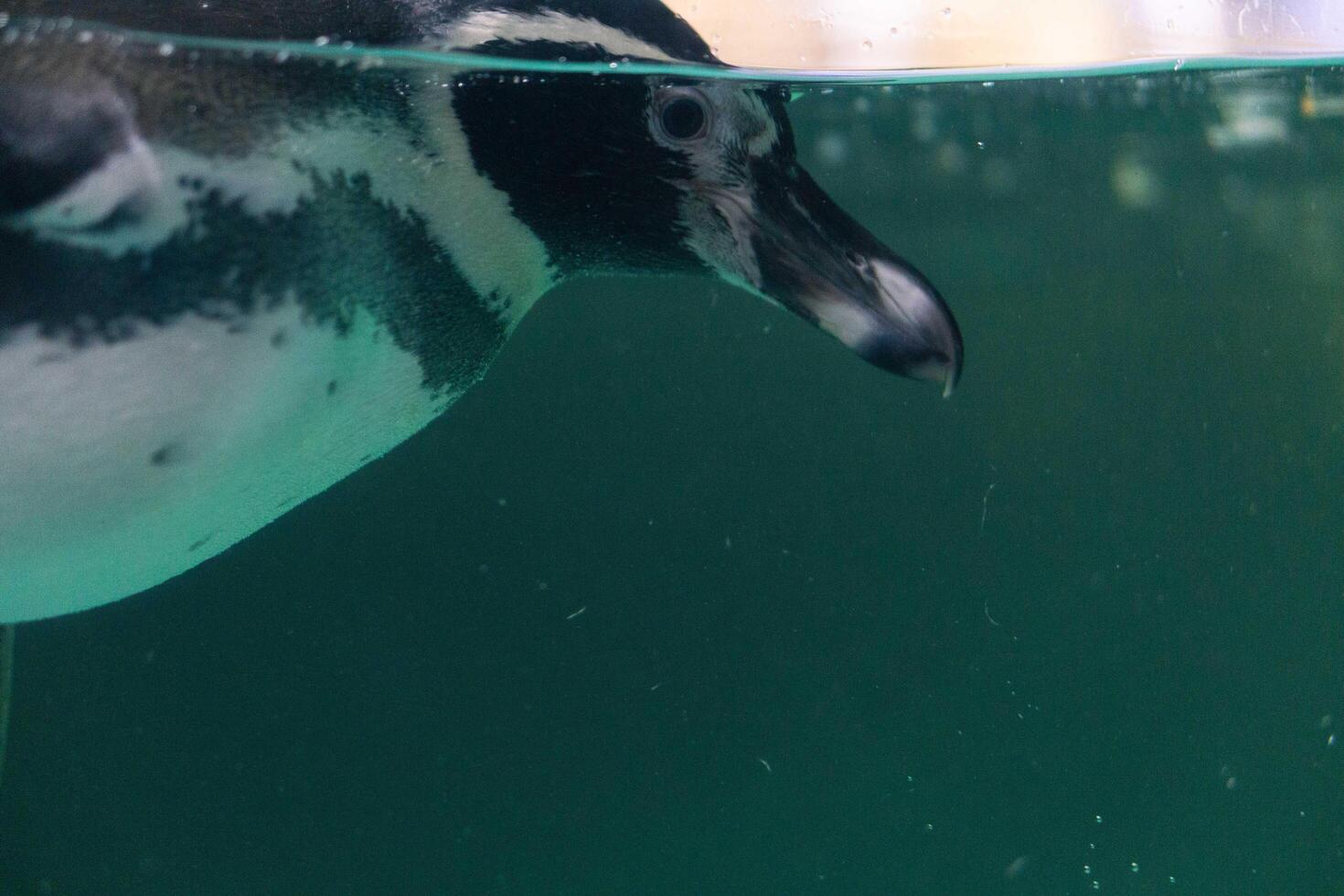 a penguin swimming in the water with its head above the water's surface and under the water surface photo