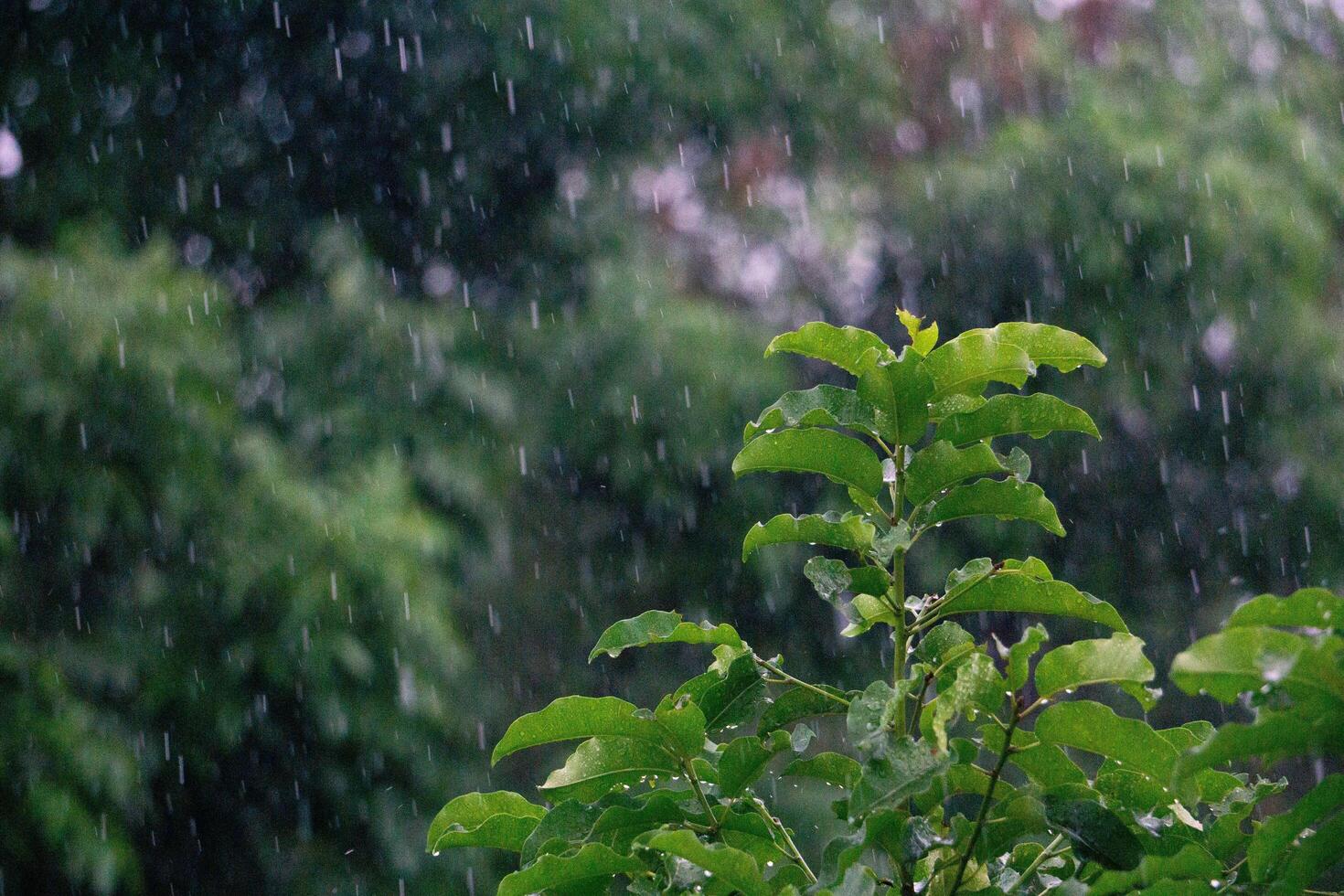 nature fresh green leaf branch under havy rain in rainy season. Summer rain in lush green forest, with heavy rainfall background. Raining shower drop on leaf tree photo