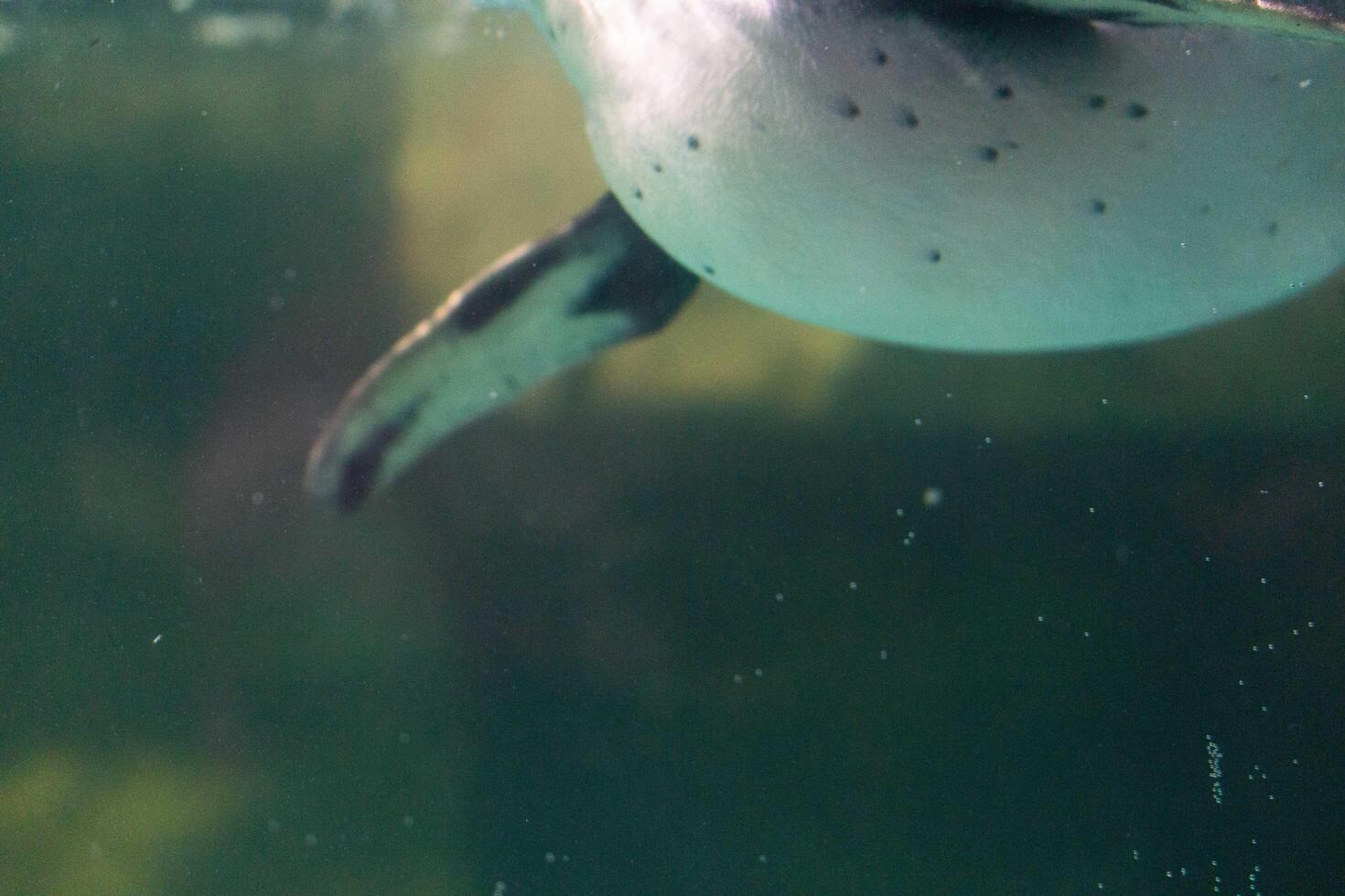 a penguin swimming in the water with its head above the water's surface and under the water surface photo