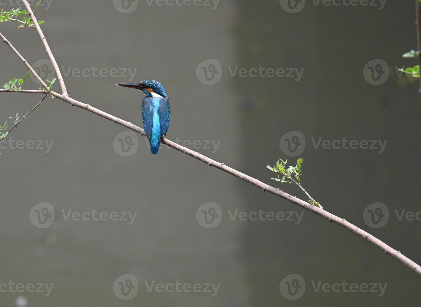 A beautiful kingfisher bird is sitting on the branch of a tree and searching for fish in the water photo