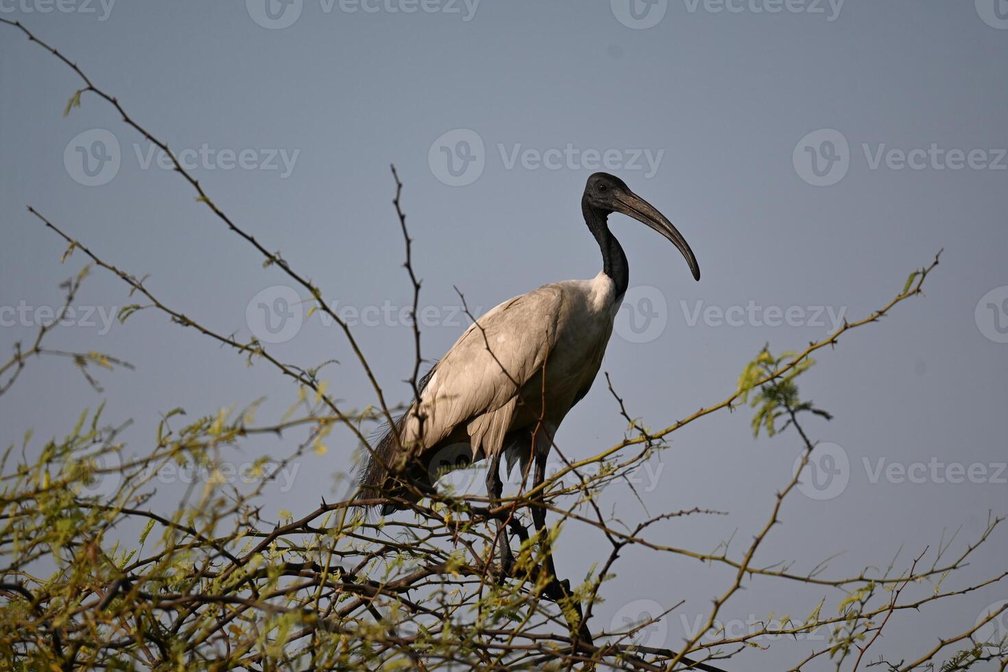 A black headed ibis is resting on a top branches of a thorny tree photo