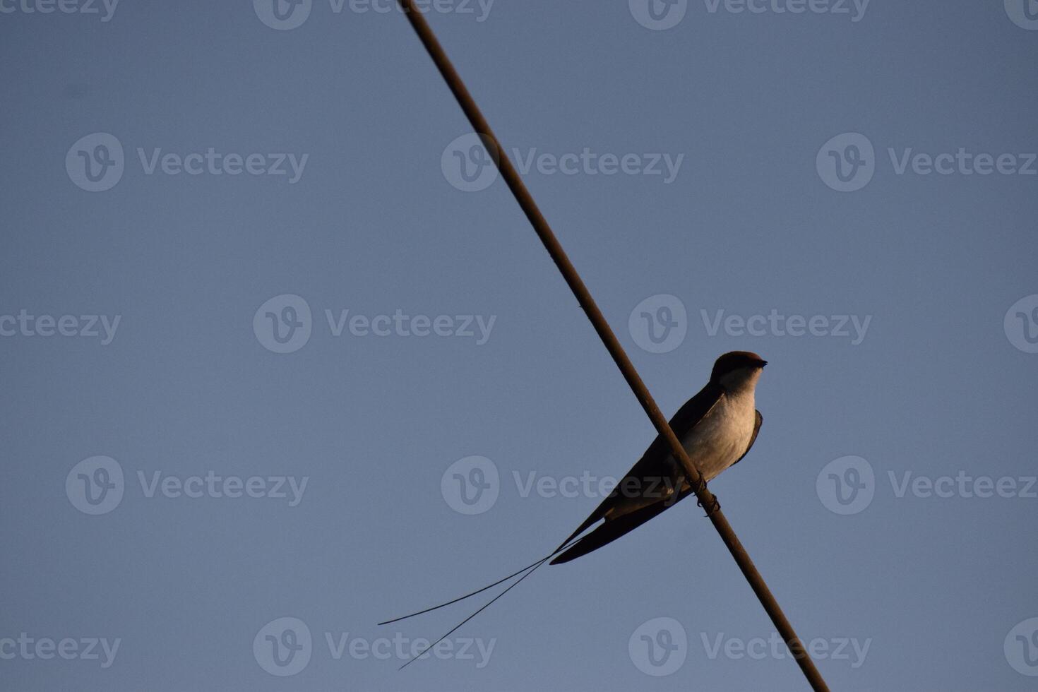 A common swift bird is sitting on a wire and looking around photo