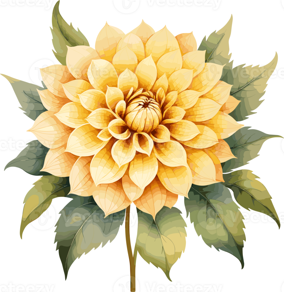 AI generated Watercolor Yellow Dahlia flowers illustration isolated on transparent background png