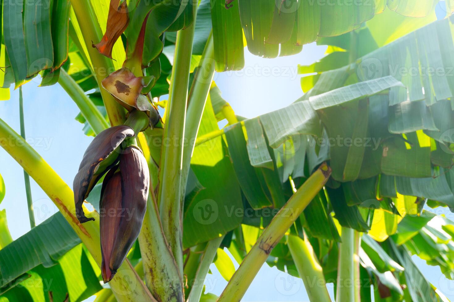 A dark red banana blossom with open petals on the tree. Banana trees and bright green leaves under the bright sunlight. photo