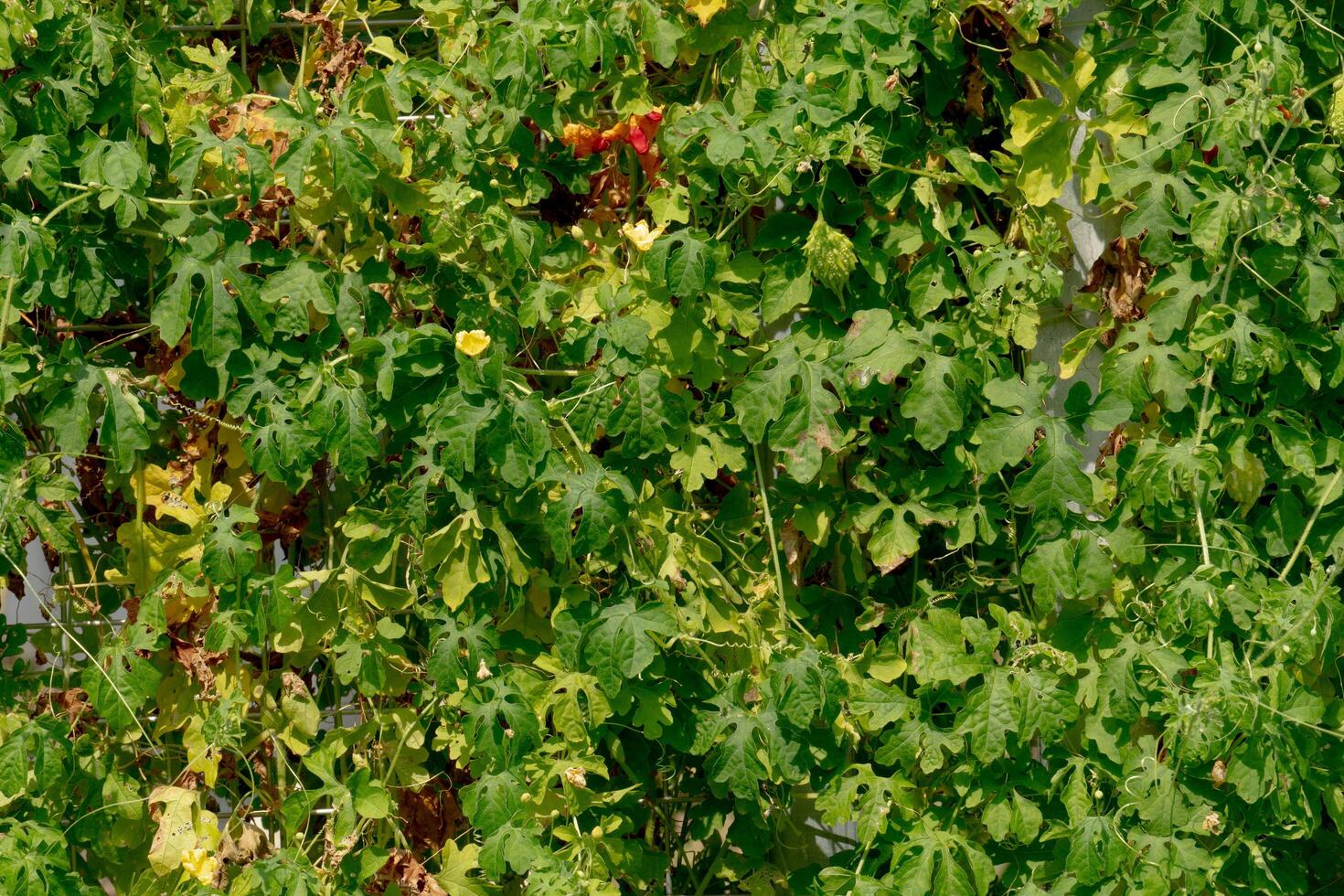 Gray and the leaves of the bitter melon trees lined up. For nature background. photo