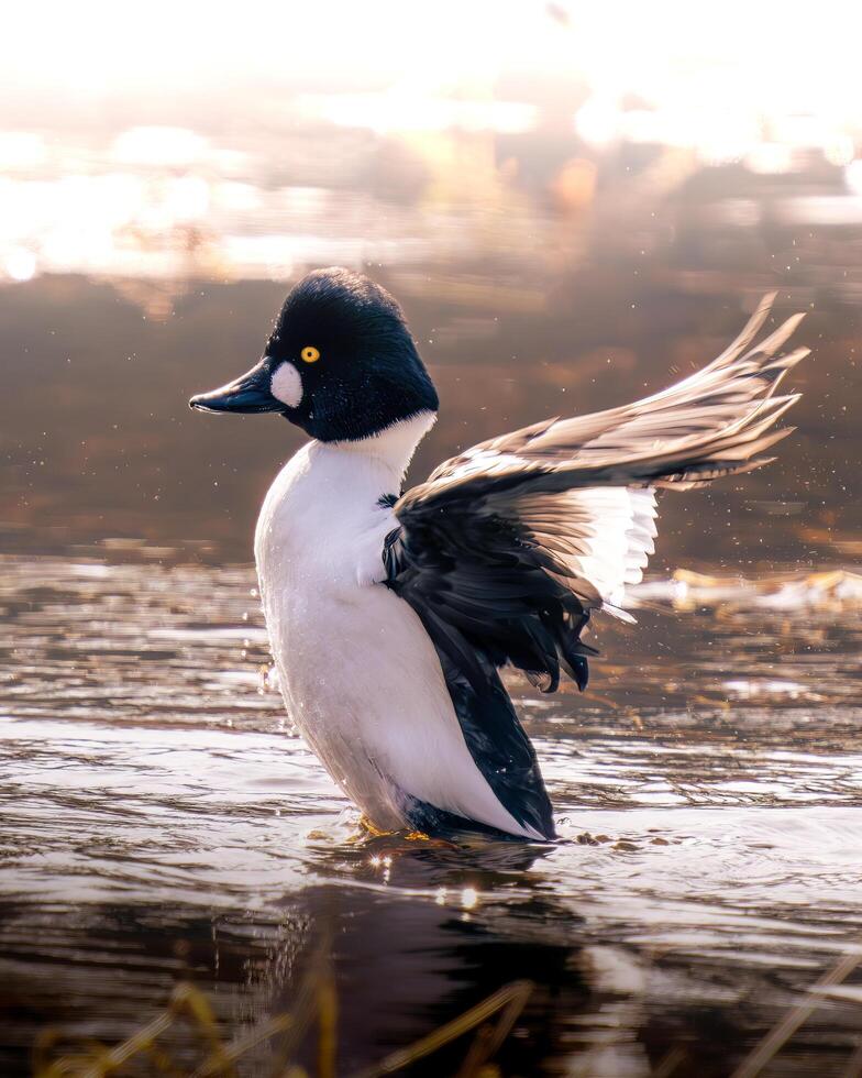 Common Golden Eye Duck standing in the water with its wings spread photo
