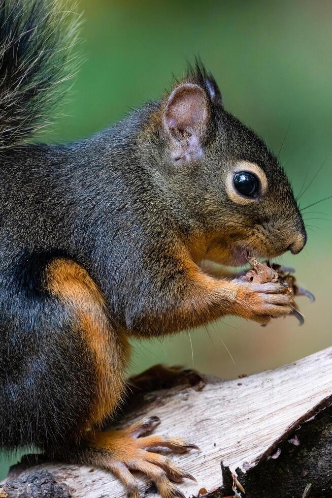 a squirrel is sitting on a branch with a pine cone in its mouth photo