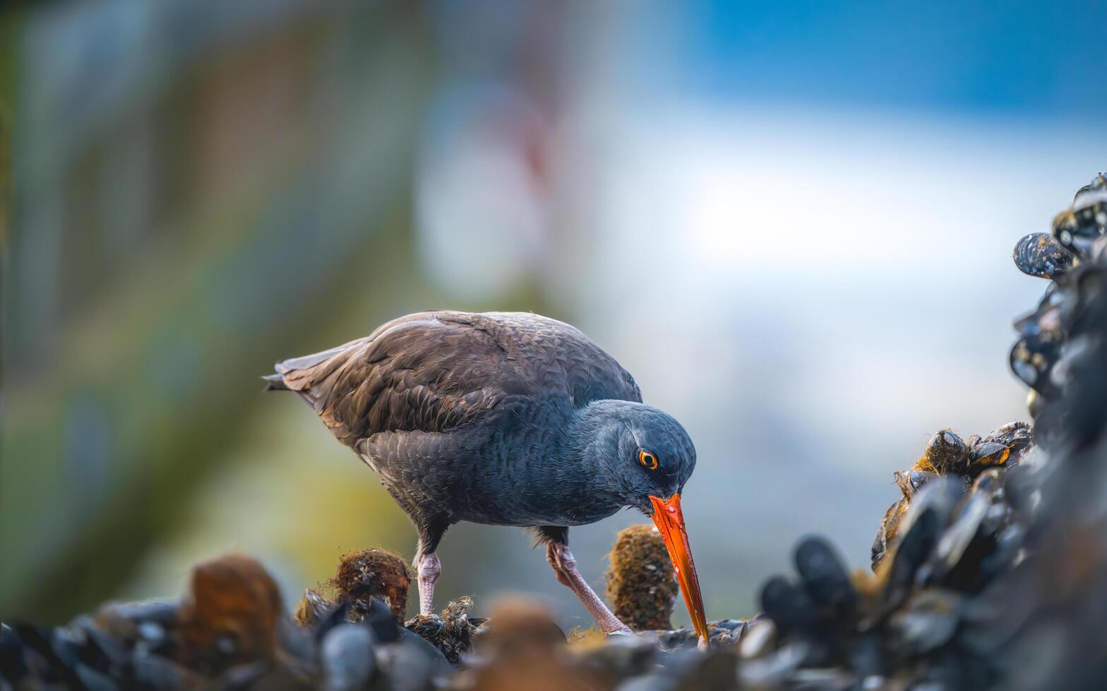 a bird with an orange beak is standing on a rock photo