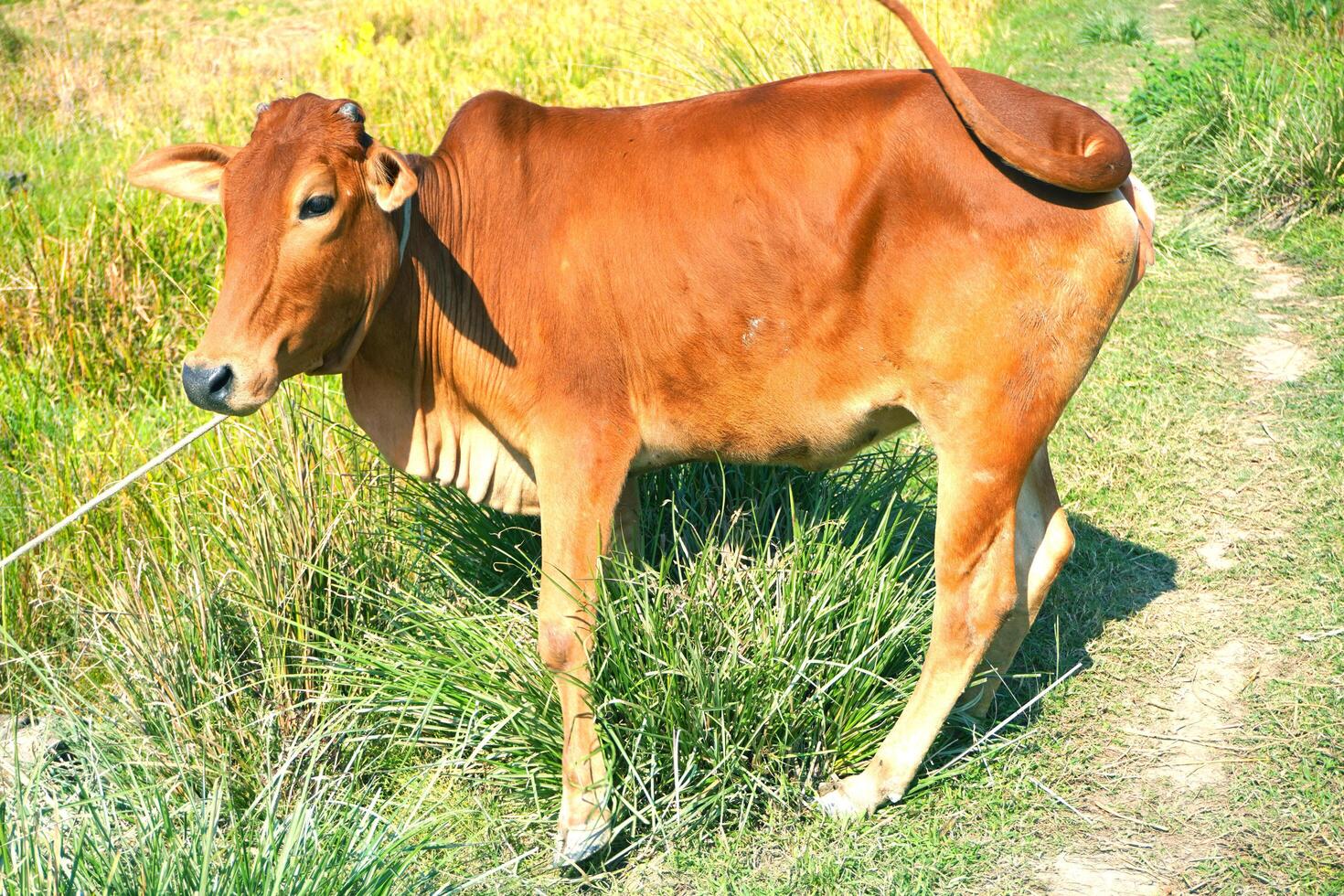 Portrait of healthy Beautiful red brown cow on green field background image. photo