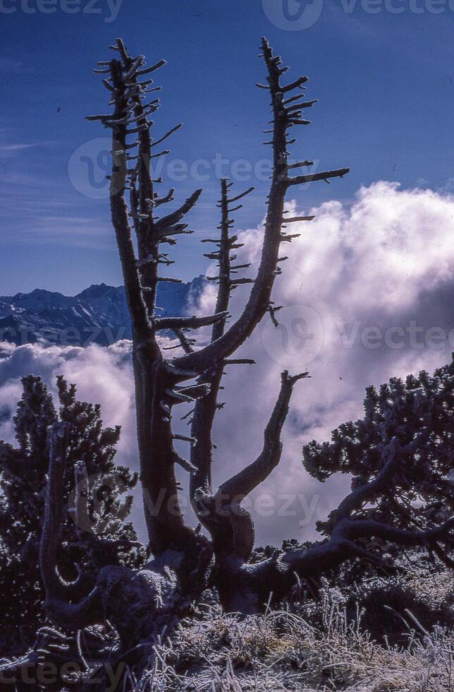 a dead tree with a mountain in the background photo