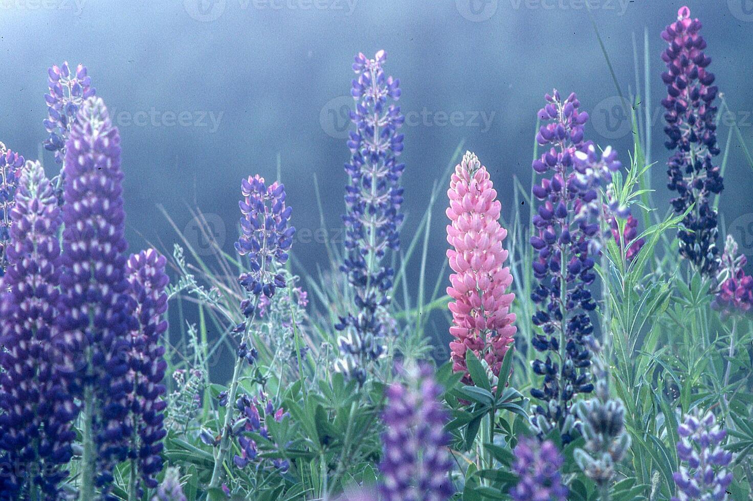 purple lupine flowers in the wild photo