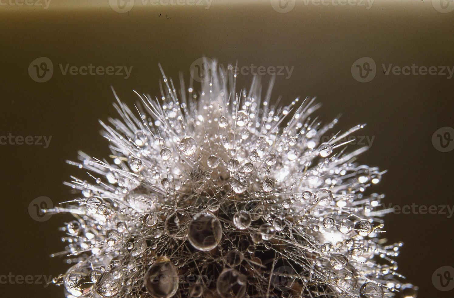 a close up of a plant with water droplets on it photo