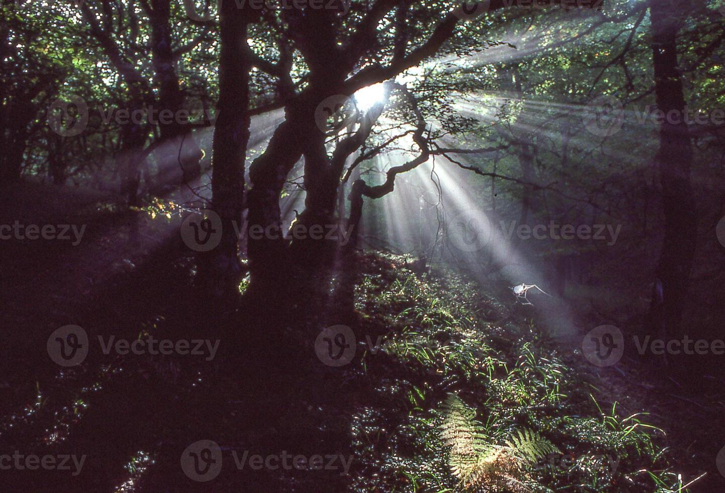 sunbeams shine through the trees in a forest photo