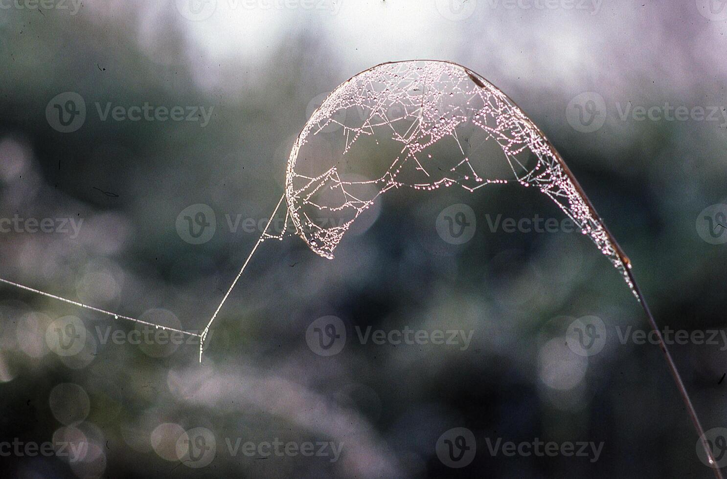 a spider web with a leaf hanging from it photo