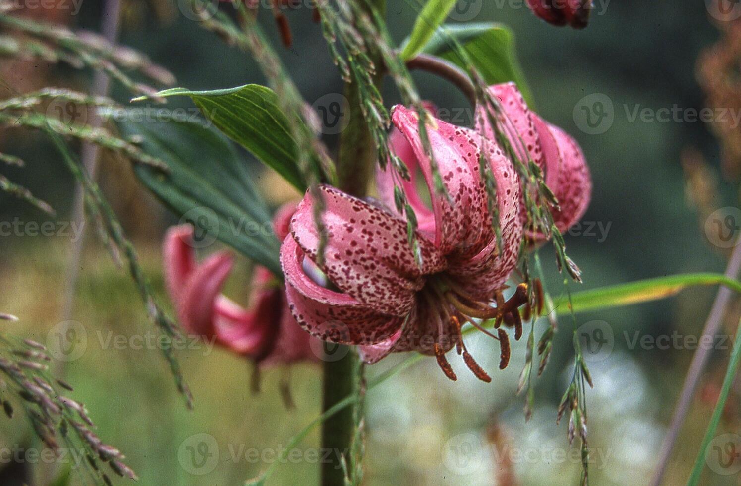 a pink lily is blooming in the grass photo