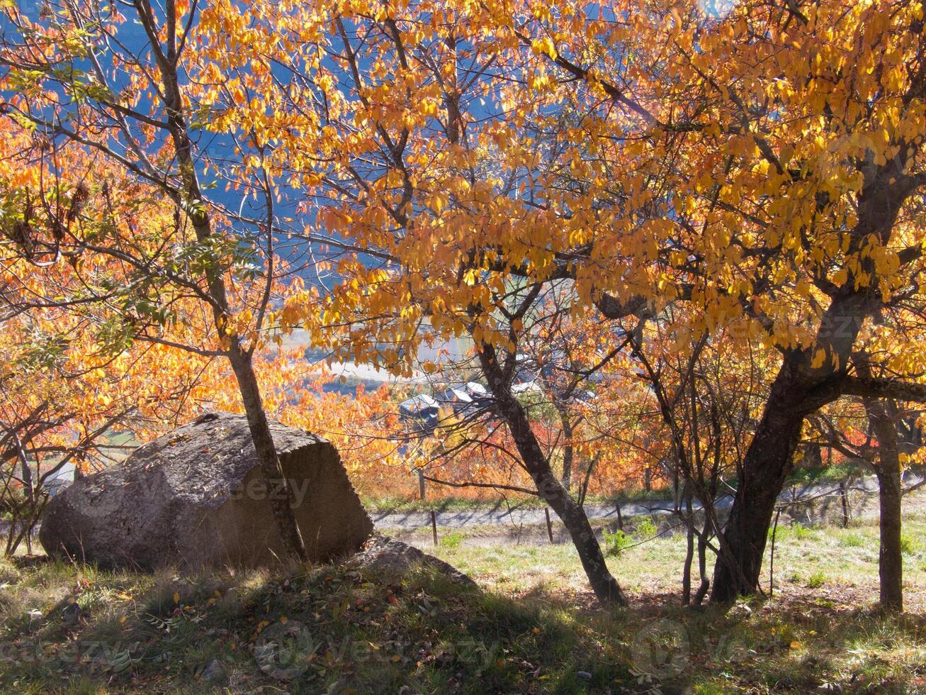 un grande árbol con naranja hojas foto