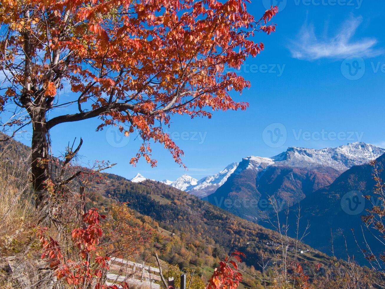 a tree with red leaves photo