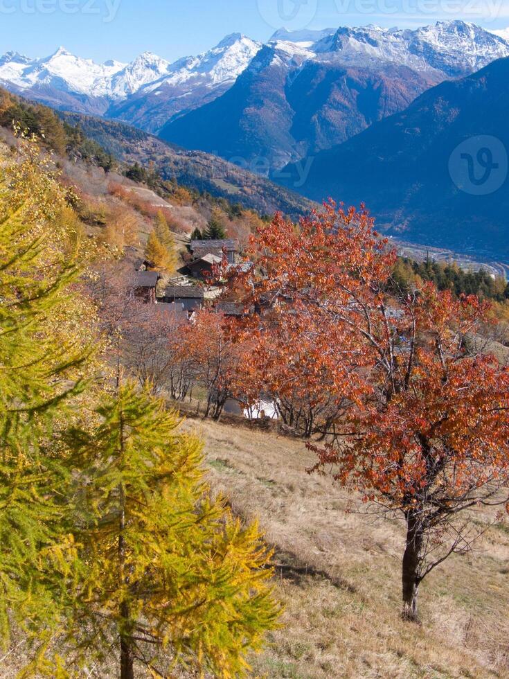 un árbol con amarillo hojas foto