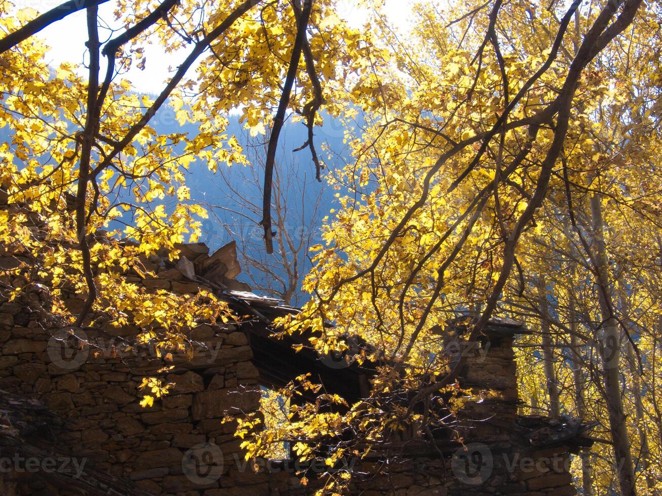 un árbol con amarillo hojas foto