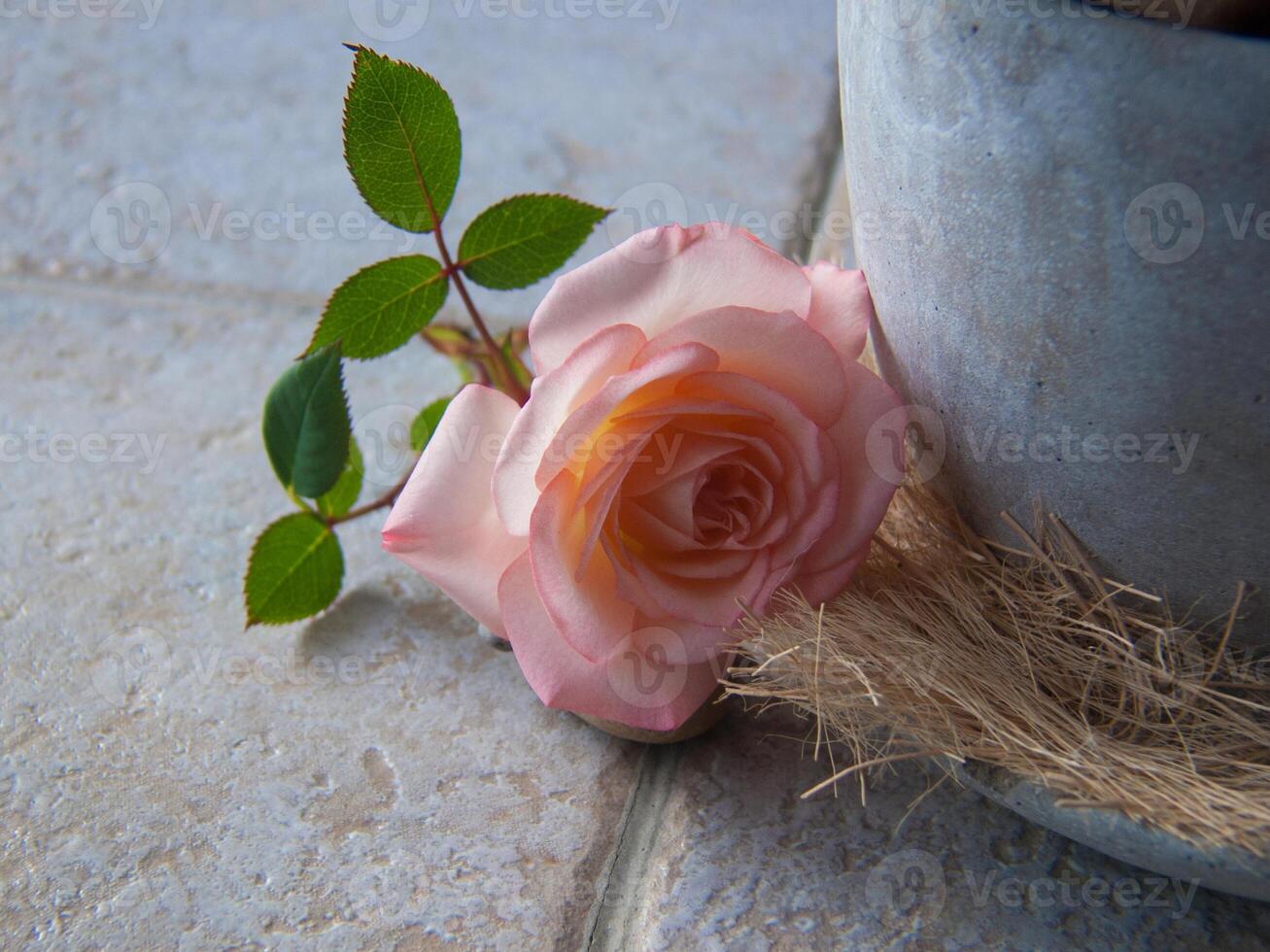 a single pink rose is sitting on a table photo