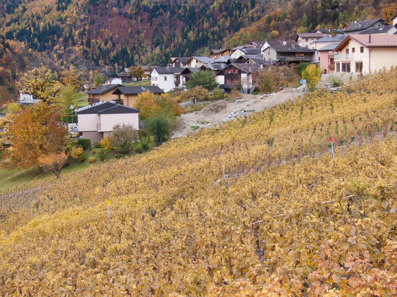 a vineyard in the fall photo