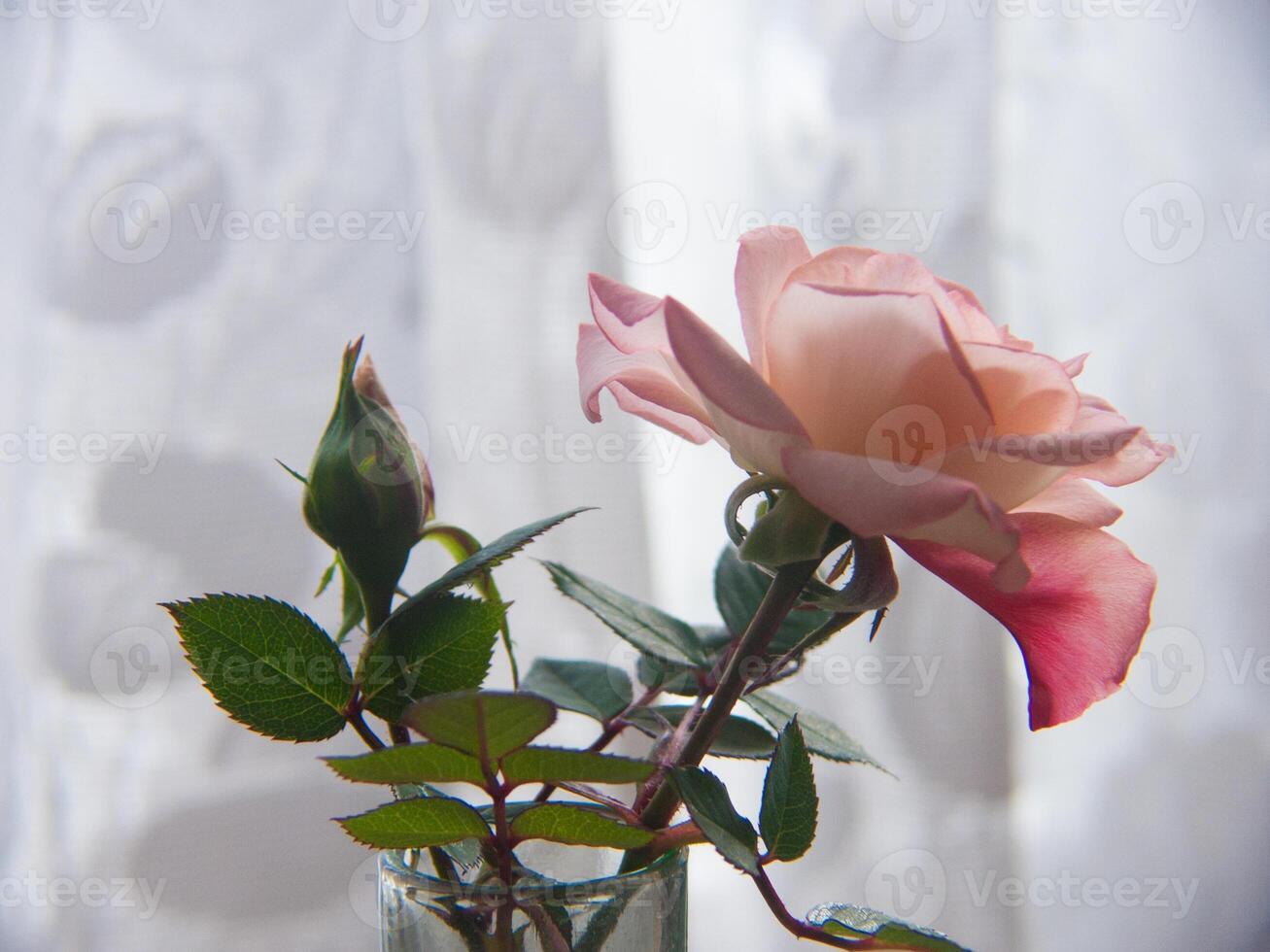 a vase with a single rose in it photo