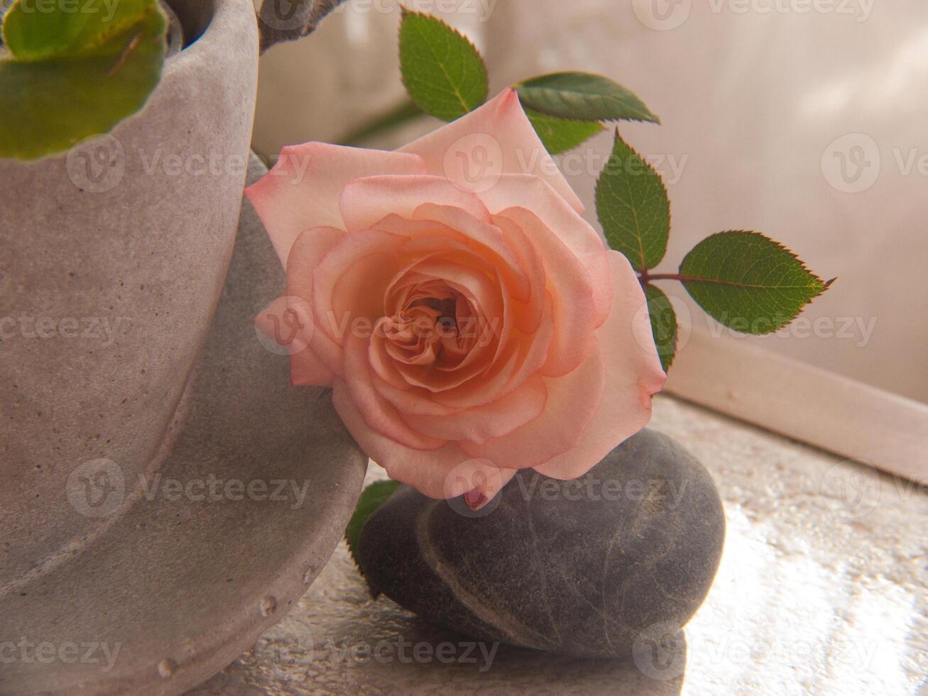 a pink rose sitting on a rock next to a vase photo