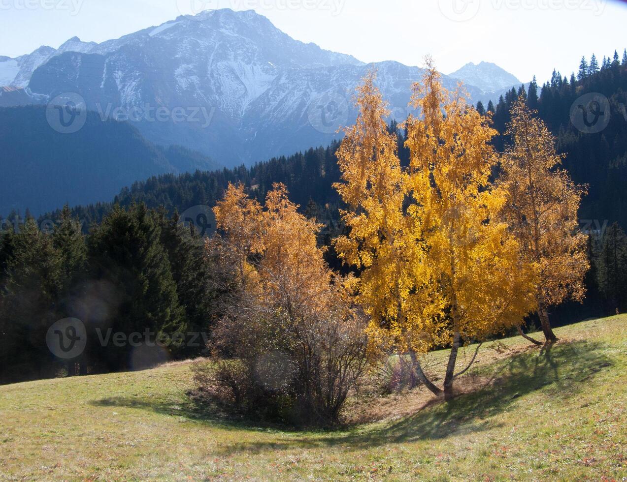 the trees are yellow photo