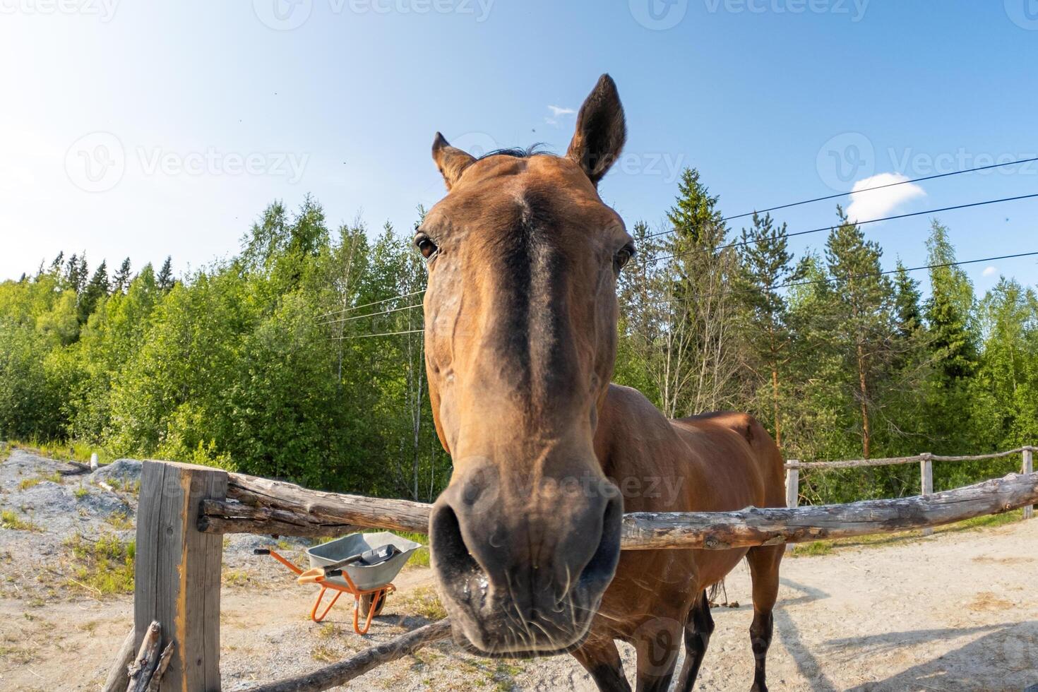 Racecourse concept. Modern animal livestock. Brown horse stallions in stall relaxing in training corral, farm countryside background. Horse in paddock corral outdoor. Horse in natural eco farm photo