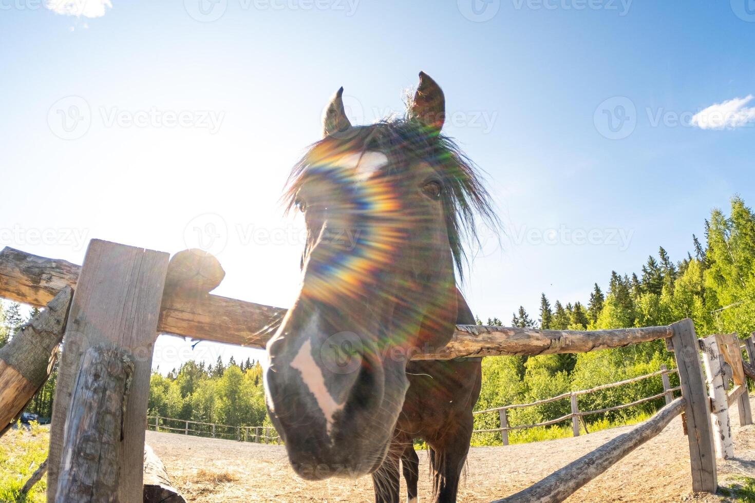 Racecourse concept. Modern animal livestock. Brown horse stallions in stall relaxing in training corral, farm countryside background. Horse in paddock corral outdoor. Horse in natural eco farm photo