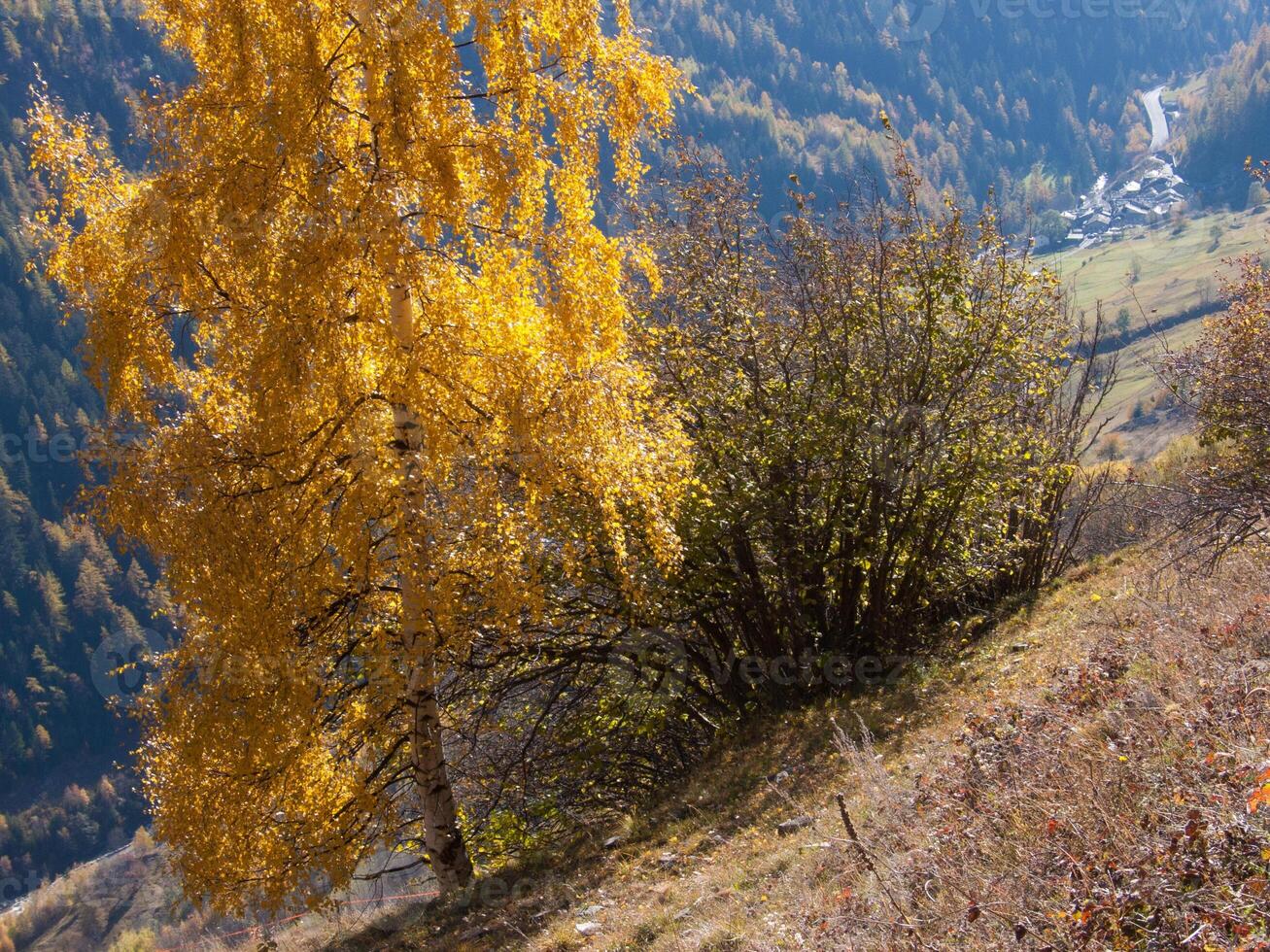 un amarillo árbol foto