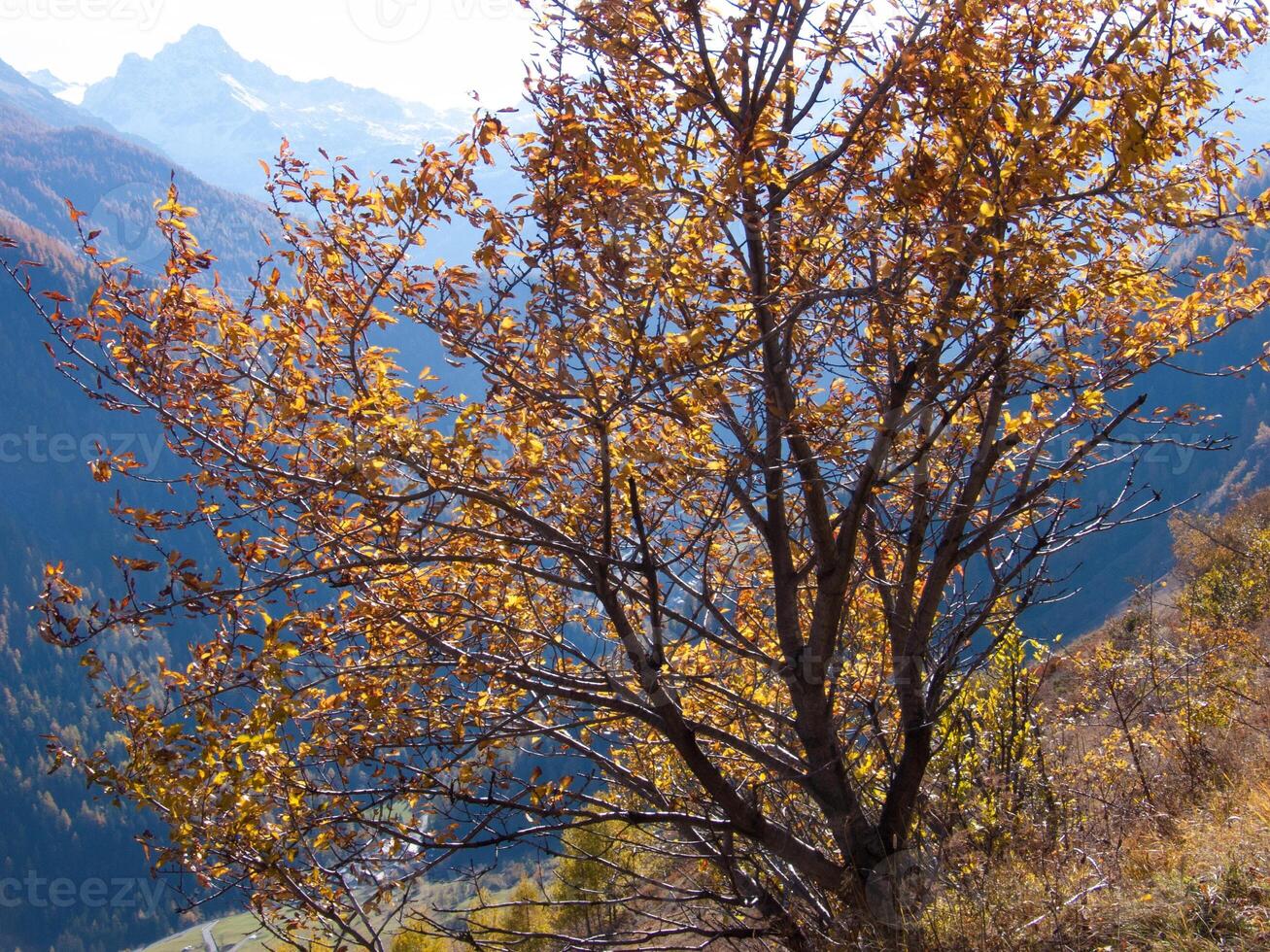 un árbol con amarillo hojas foto