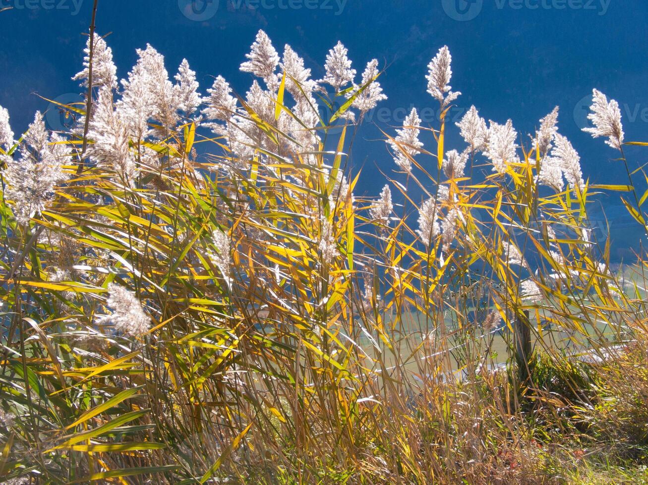 a horse is standing in the grass near a mountain photo