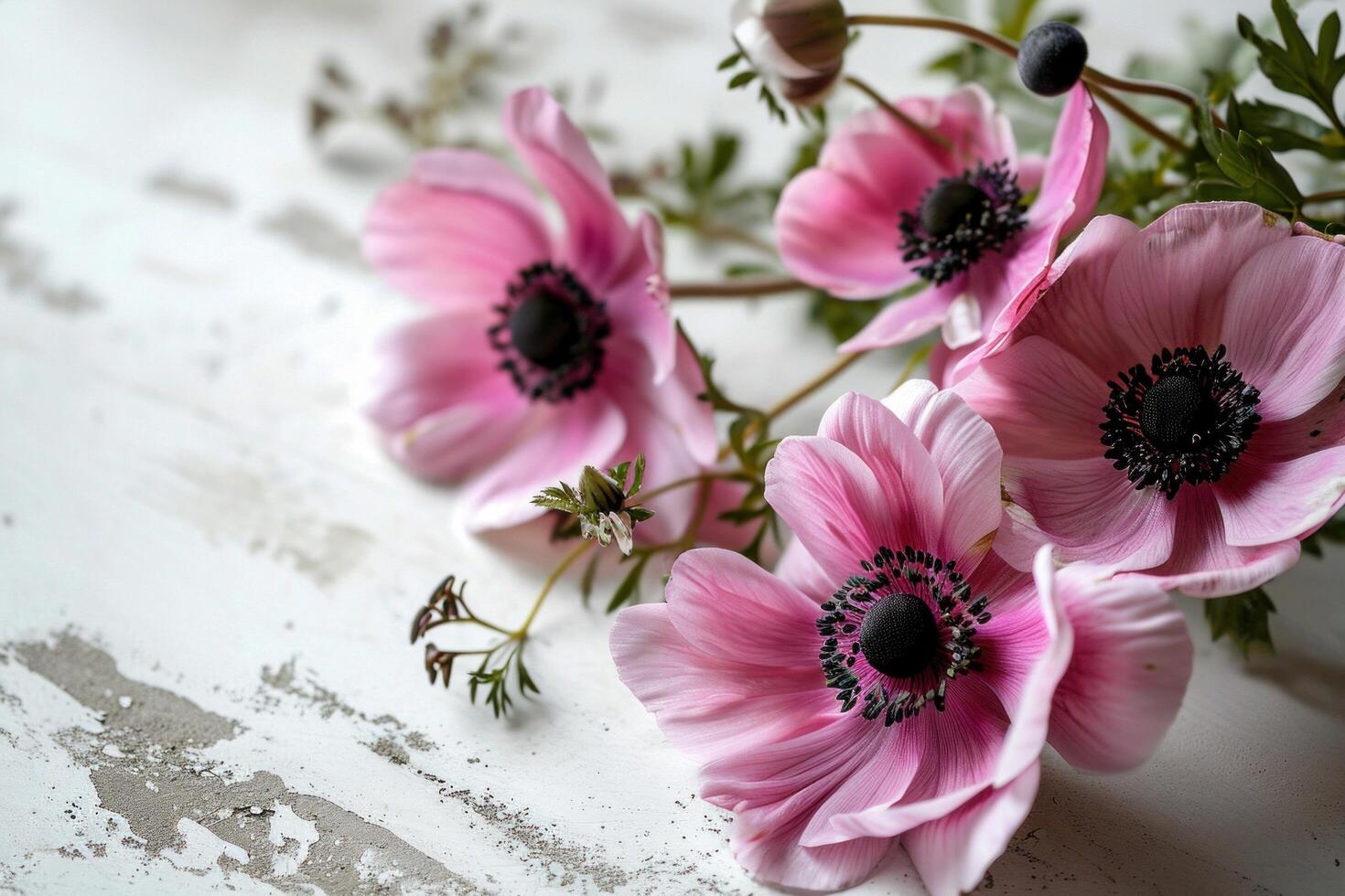 AI generated pink anemones on a white background photo