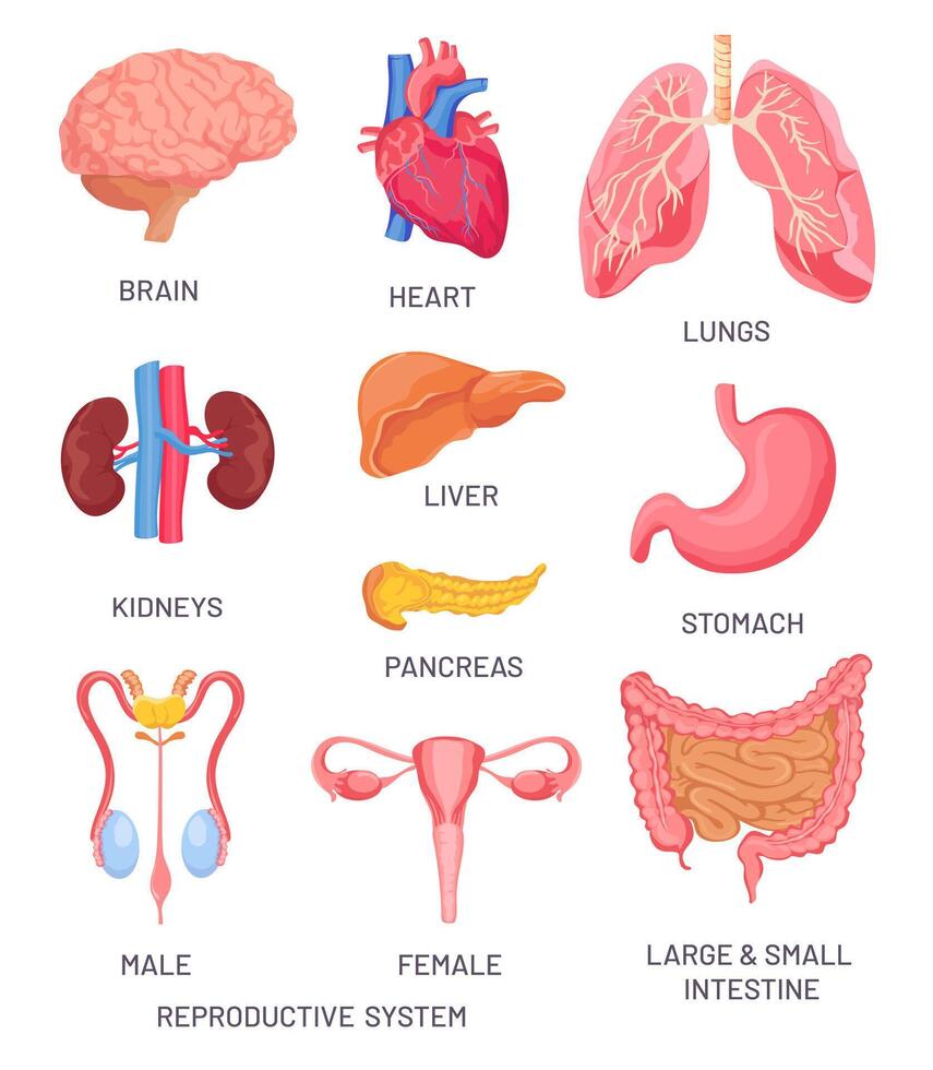 humano órganos dibujos animados cerebro, páncreas y intestino. masculino y hembra reproductivo sistema. interno Organo para anatomía educativo vector conjunto