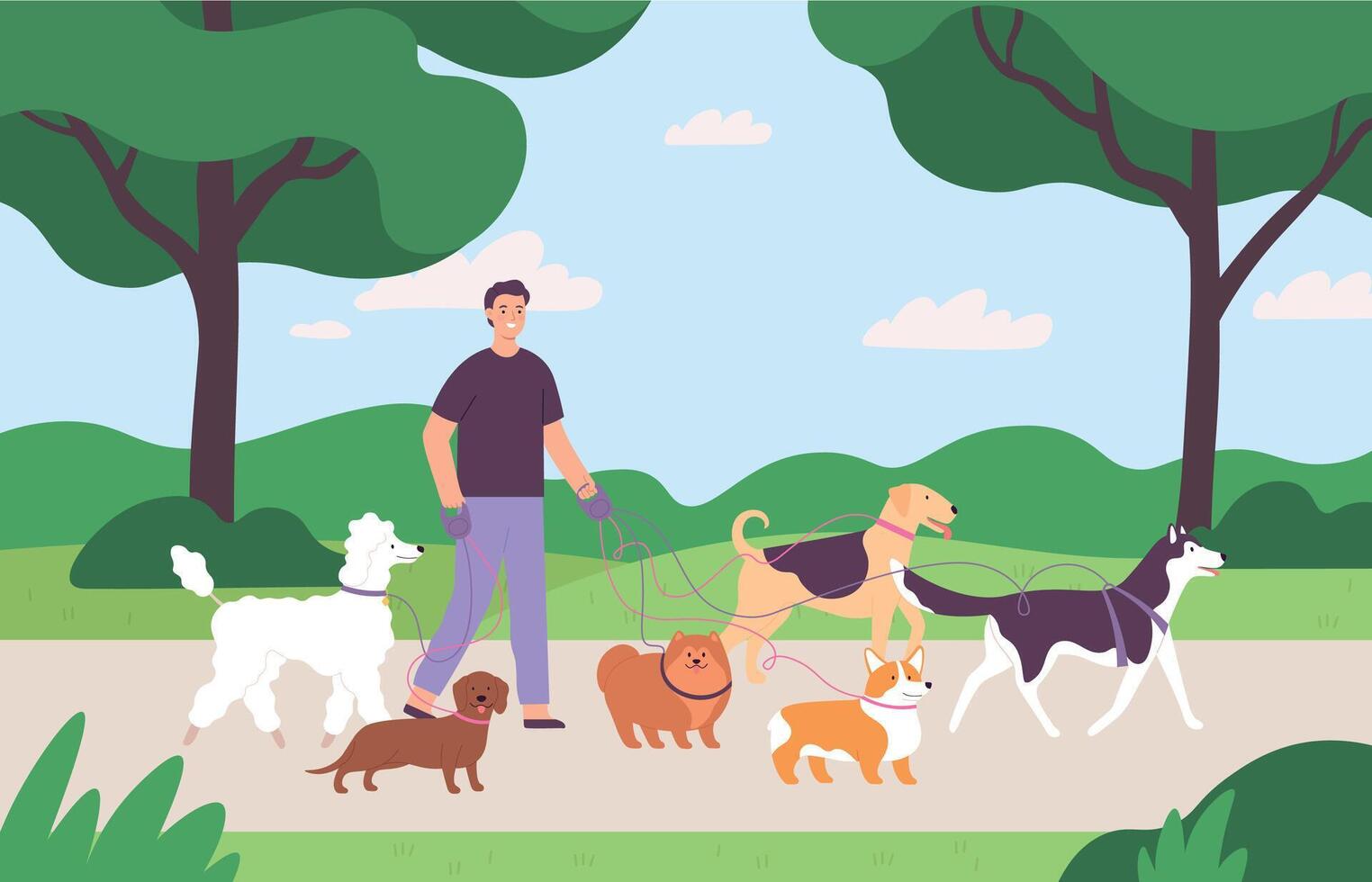 Man volunteer character walking with many dogs on leash at park. Dog sitter job outdoor. Flat dogs walk service or pet care vector concept