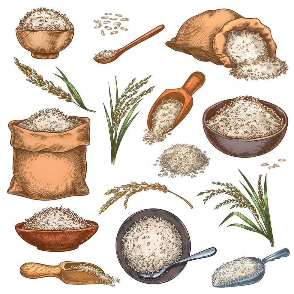 Rice sacks and cereals. Vintage bags, bowls and scoops with grains. Ear spikes and seed pile. Colorful engraved farm organic food vector set
