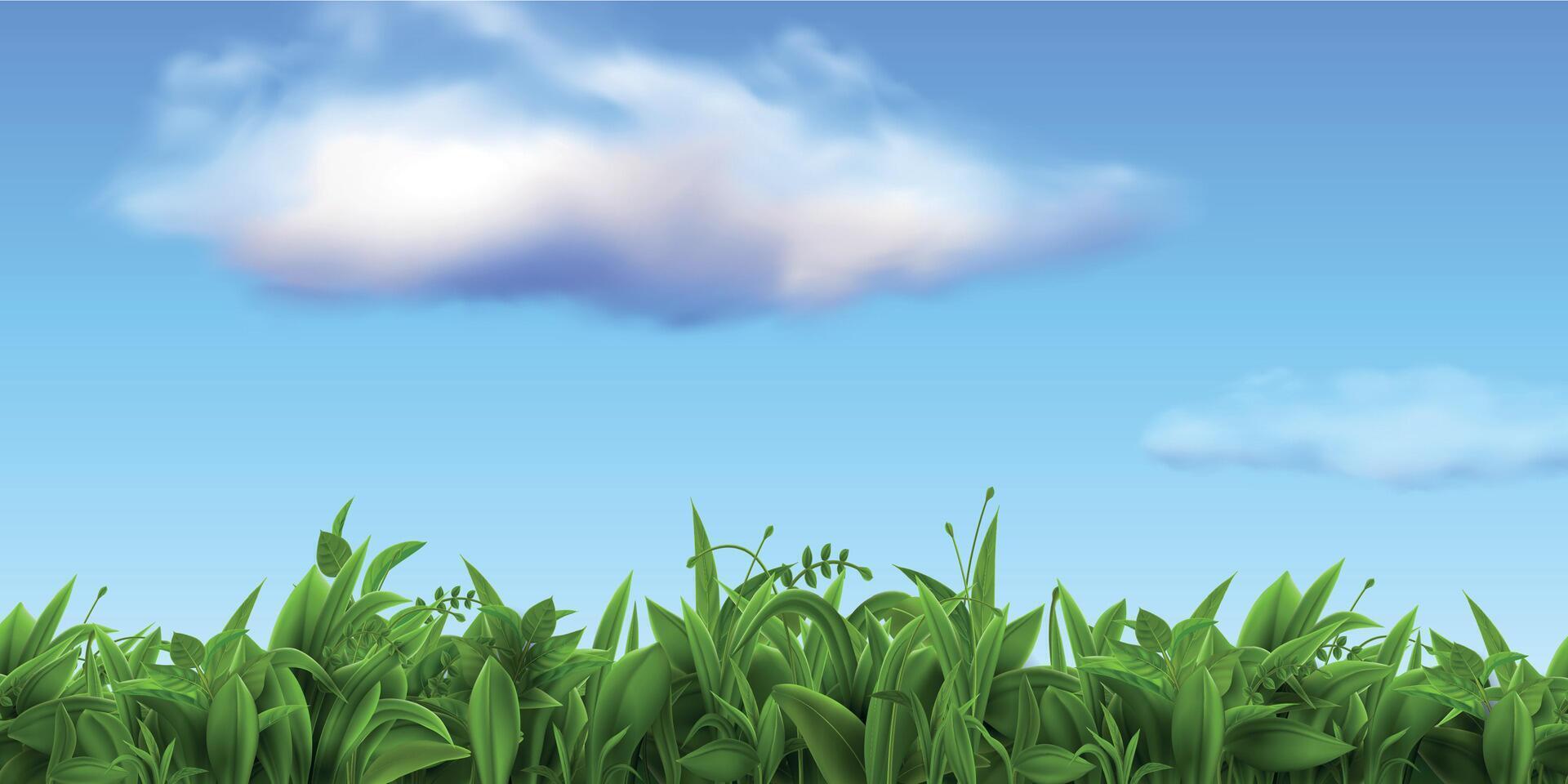 Realistic nature landscape with fresh grass and blue sky with clouds. Spring green farm or football field, meadow or lawn grass vector scene