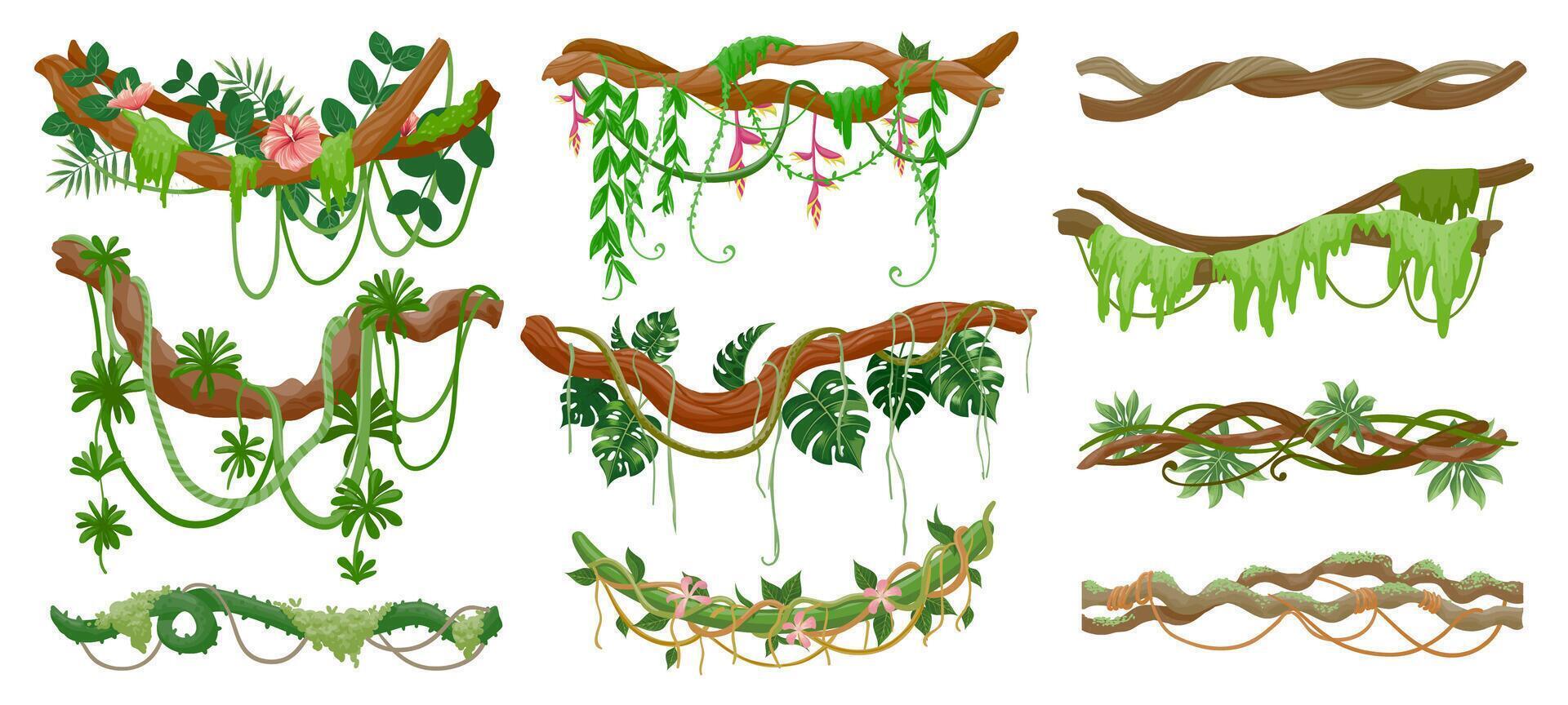 selva lianas. selva verde vino colgando en rama. dibujos animados tropical hojas, liana, musgo y flores en árbol. enredadera plantas vector conjunto