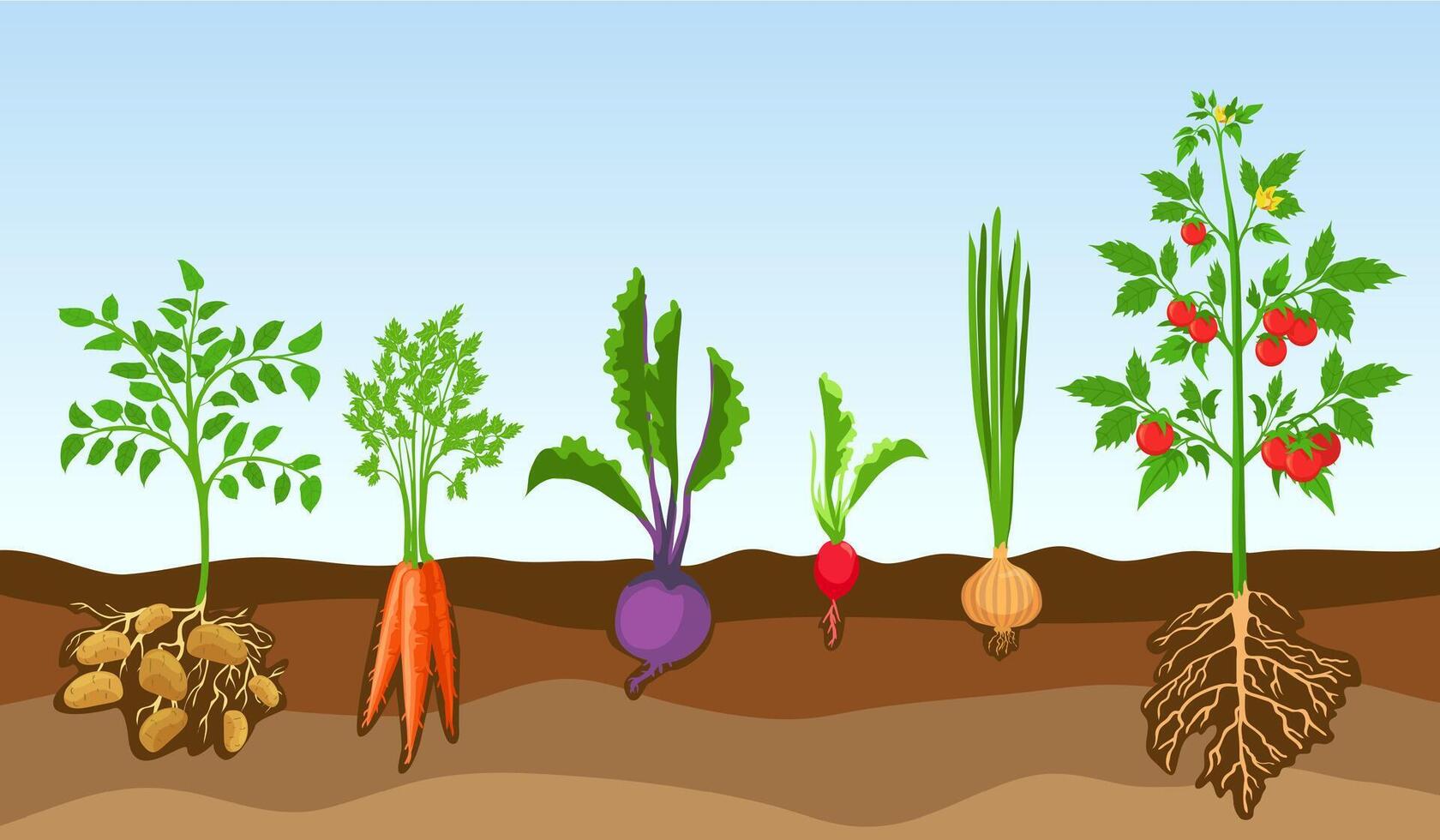 vegetales en suelo. crecer granja plantas, papa, tomate, cebolla, rábano, raíz de remolacha y zanahoria. dibujos animados vegetal con raíces en suelo vector conjunto