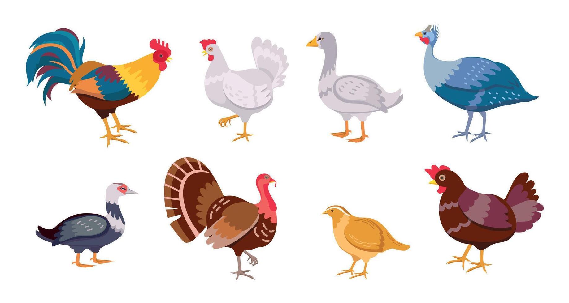 dibujos animados granja aves pollo gallina, gallo, Pato y ganso. aves de corral familia. plano Doméstico huevo productor pájaro, gallinas, Turquía y codorniz vector conjunto