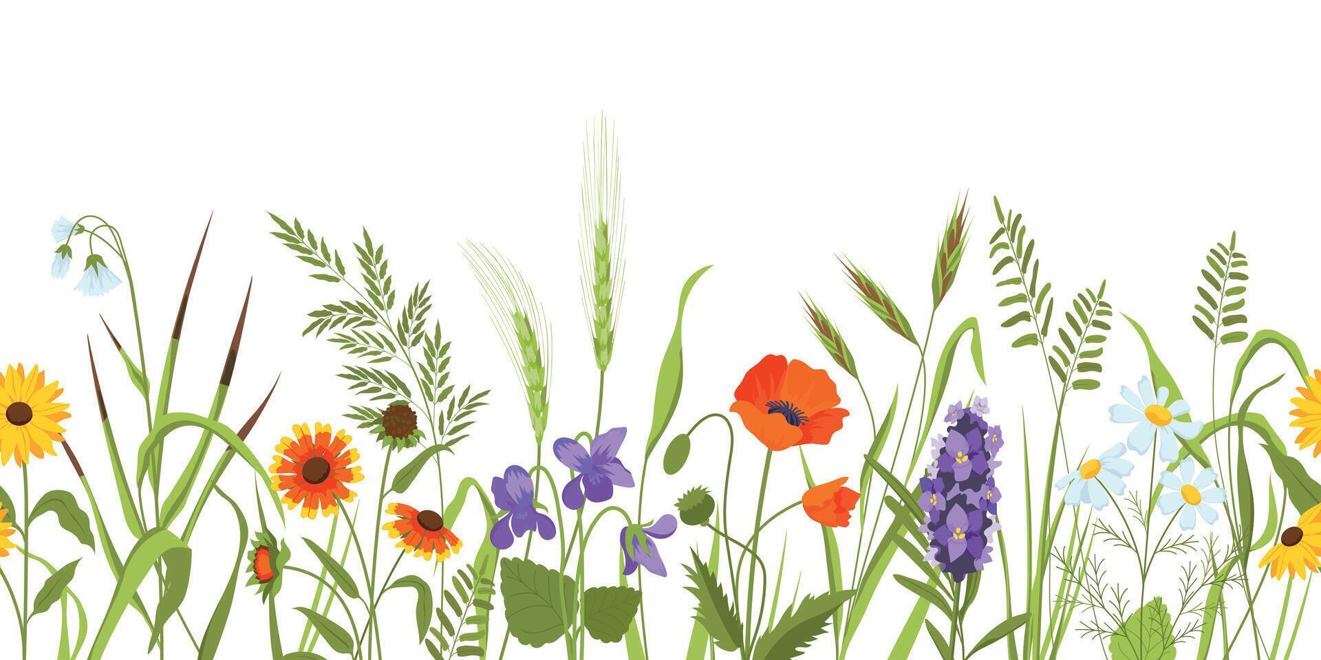 Wild meadow with flowers and herbs, spring botanical seamless border. Wildflower field with plants, ears and grass. Floral vector background