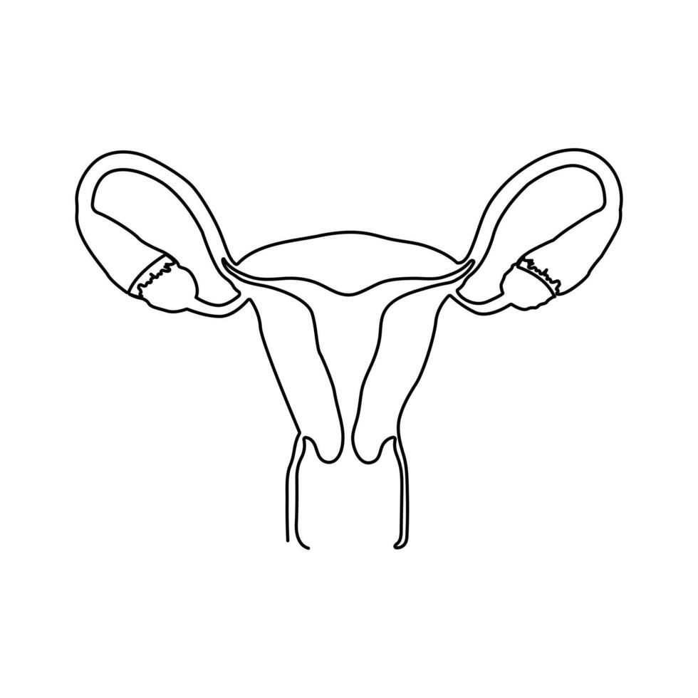 Continuous single one line drawing Uterus and ovaries, organs of female reproductive system and women's day vector art illustration
