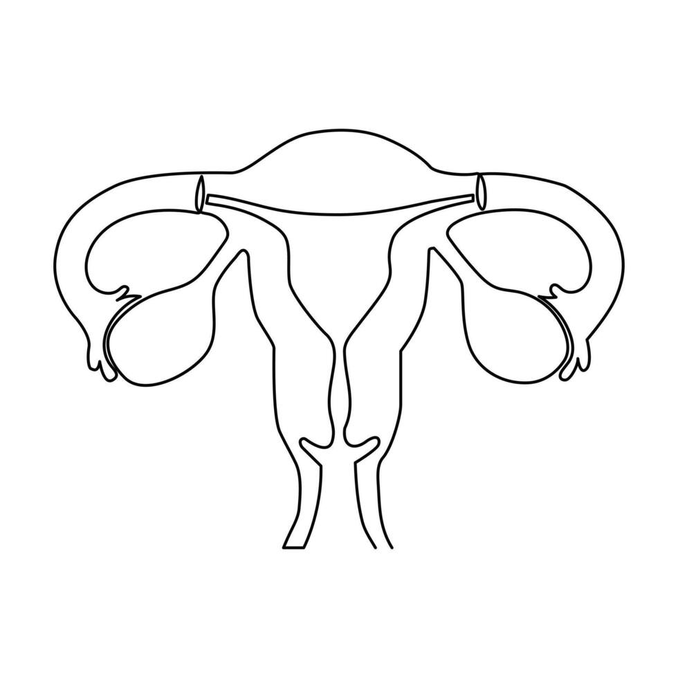 Continuous single one line drawing Uterus and ovaries, organs of female reproductive system and women's day vector art illustration
