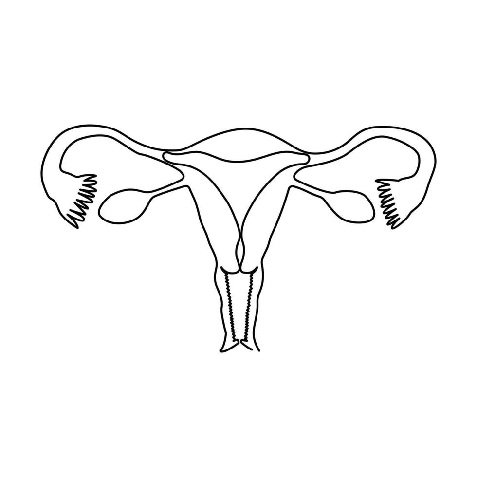 Continuous single one line drawing Uterus and ovaries, organs of female reproductive system and women's day vector art illustration