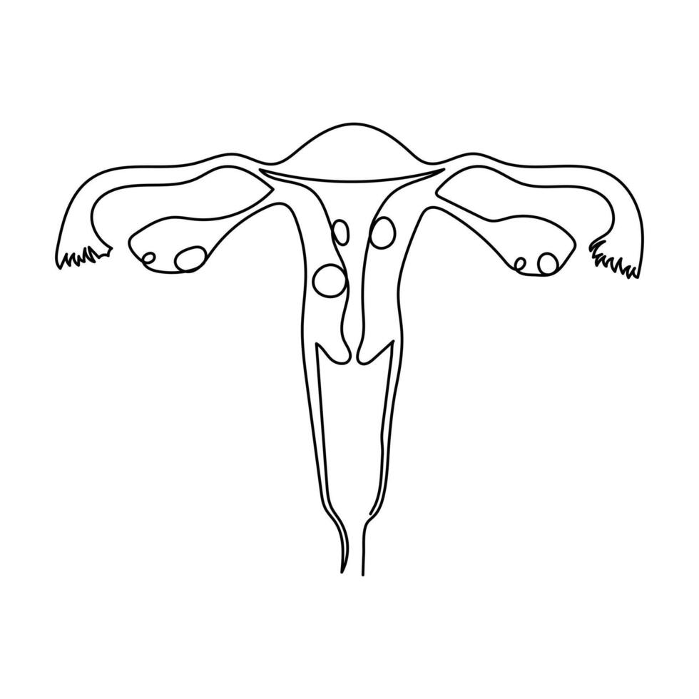 Continuous single one line drawing Uterus and ovaries, organs of female reproductive system and women's day vector art illustration