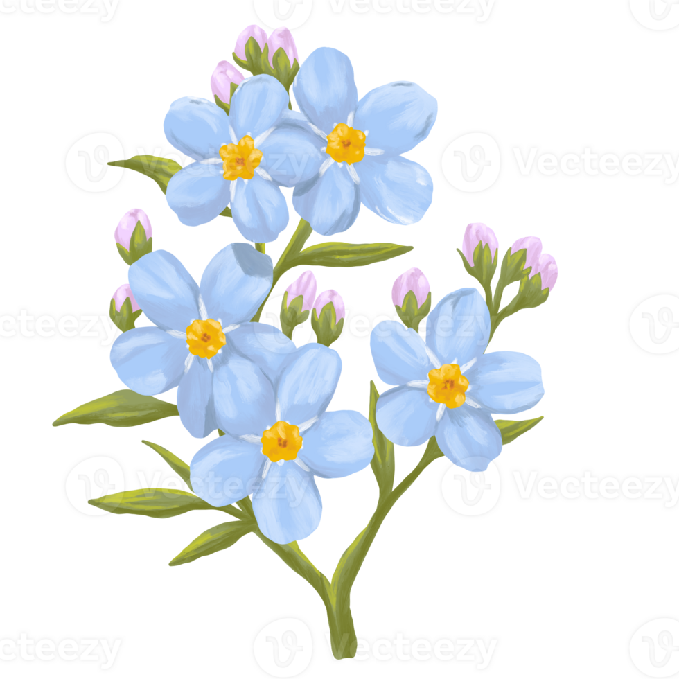 Forget me not flower digital painting illustration png