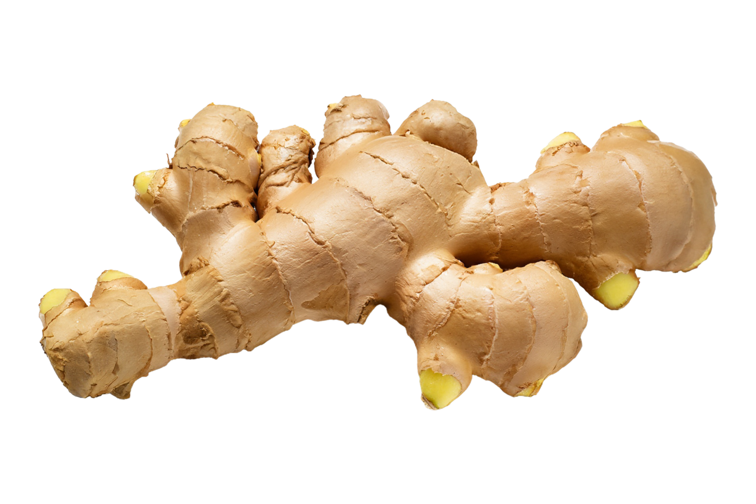 AI generated Ginger is isolated in a transparent background. Ginger PNG