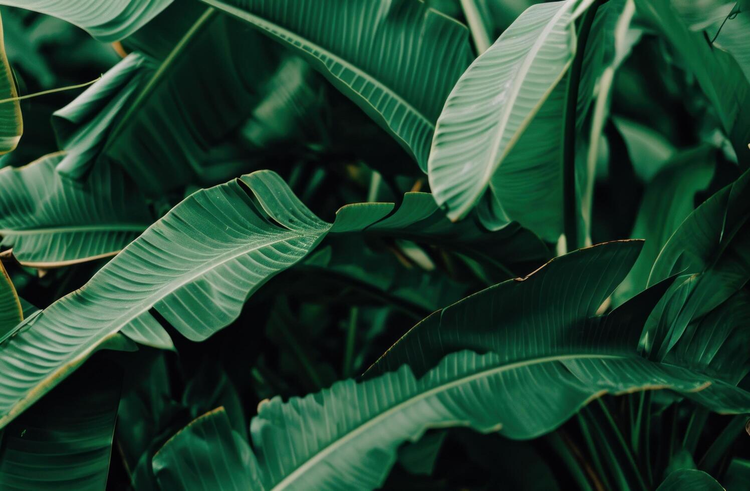 AI generated an image featuring a close up of green banana leaves photo