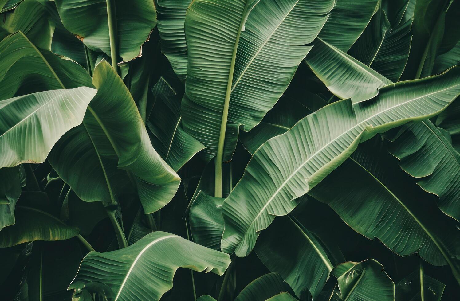 AI generated an image featuring a close up of green banana leaves photo